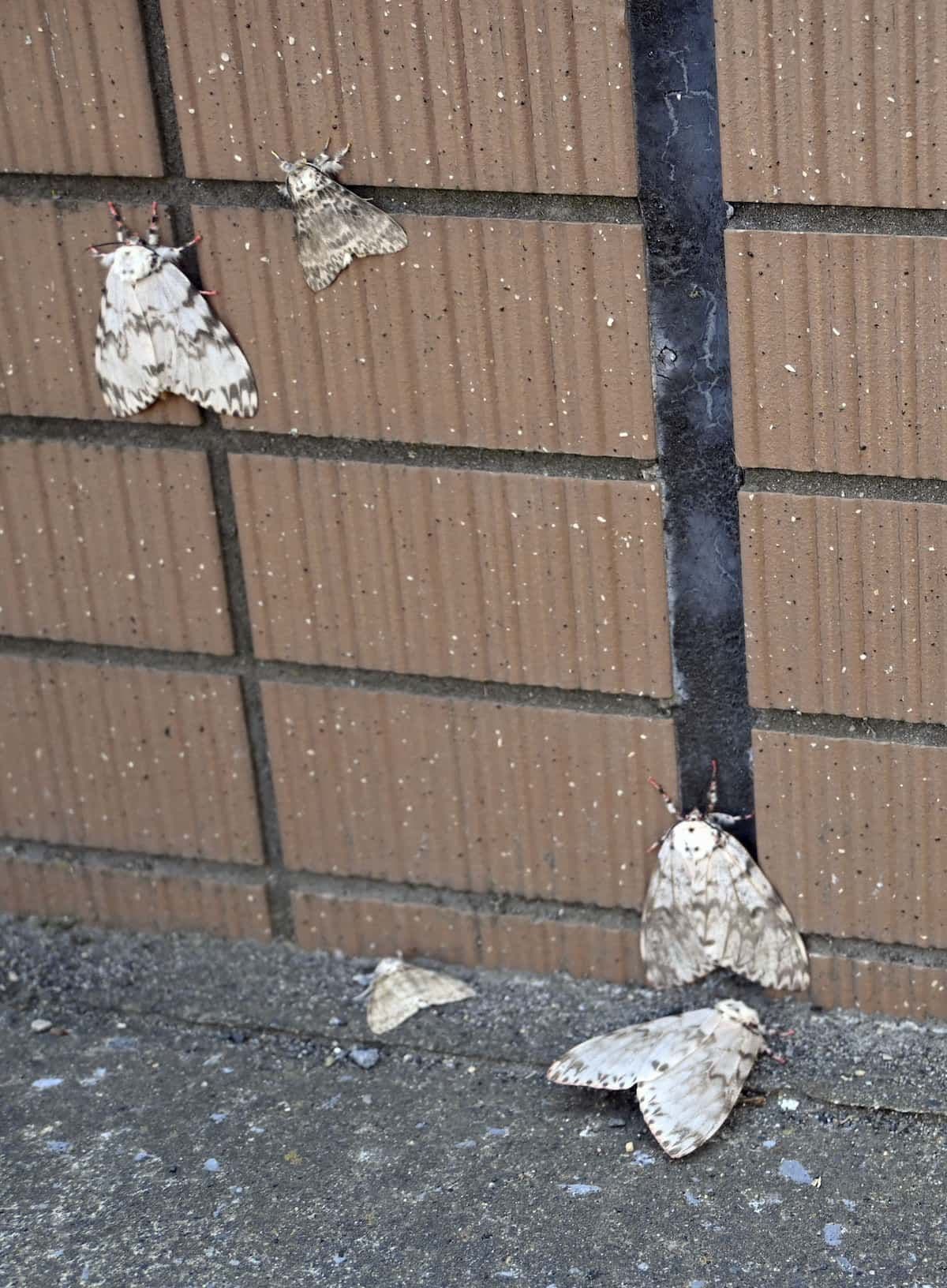 Plusieurs papillons de nuit spongieuses (maimaiga) adultes sur un mur à Kushiro, Hokkaido, lors d'une prolifération.