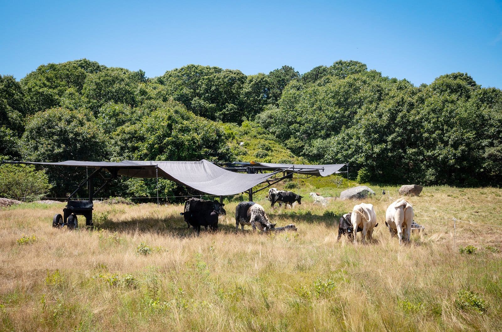 Randall cattle grazing under a shade structure in a sunny Martha's Vineyard pasture, part of an ecological restoration program.