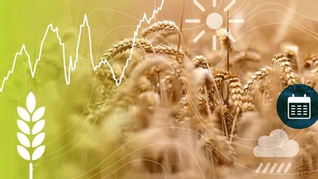 Représentation graphique de l'agriculture argentine avec des épis de blé, des courbes de marché fluctuantes, et des symboles météorologiques, illustrant la volatilité du marché mondial.