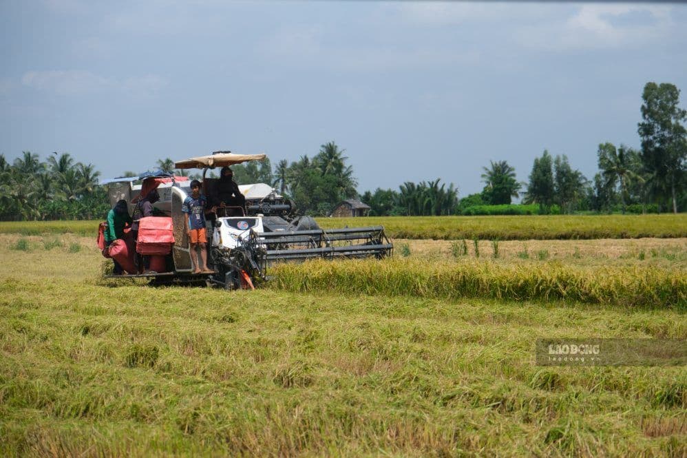 Rice farming landscape in the Mekong Delta, a key region for agricultural export logistics.