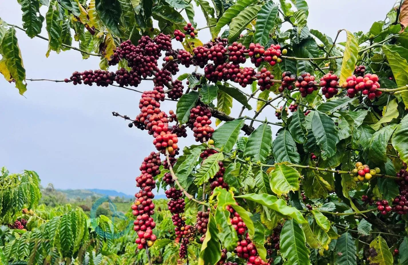Ripe red and green coffee cherries growing on a branch, symbolizing coffee production and its market.