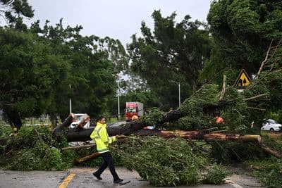Route bloquée par un arbre géant déraciné après le typhon Wipha, symbolisant la force des pluies extrêmes.