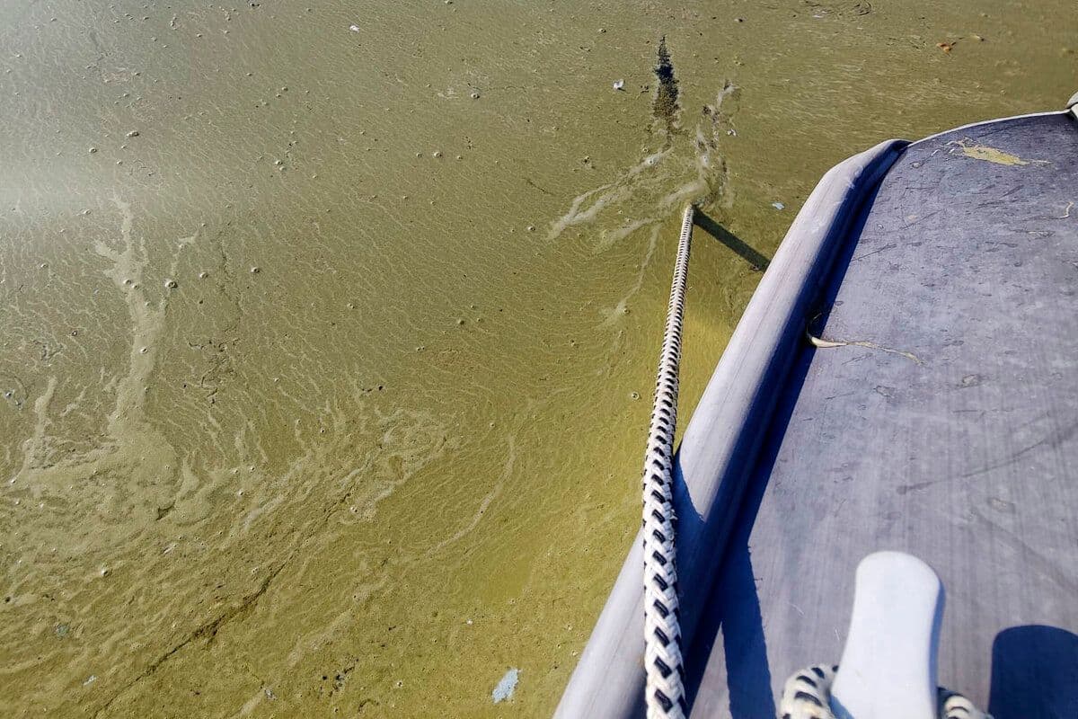 Étendue d'eau recouverte d'une prolifération dense de cyanobactéries (sinilevä) vue depuis un bateau en Finlande.