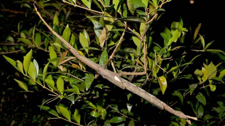 The giant stick insect, Acrophylla alta, camouflaged on a leafy branch in its natural rainforest habitat.