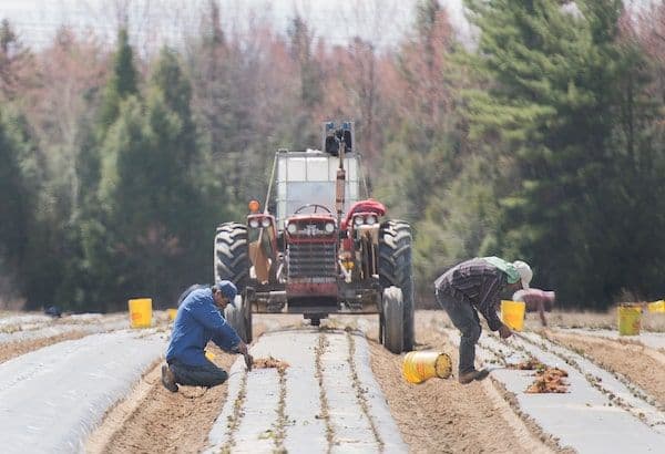 Travailleurs agricoles migrants dans un champ, représentant la main-d'œuvre étrangère au Canada.