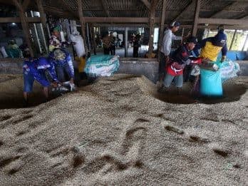 Travailleurs indonésiens triant des grains, illustrant une activité productive soutenue par le programme KUR.