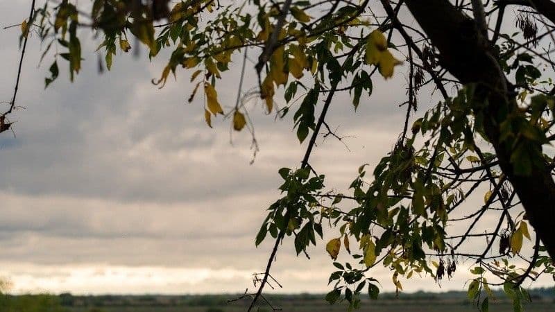 Tree branches with green and yellowing leaves against an overcast sky, representing Rosario's partially cloudy winter days.