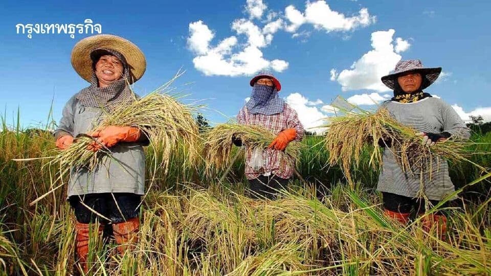 Trois rizicultrices thaïlandaises dans un champ de riz, tenant des gerbes de riz, illustrant la résilience et le travail quotidien des agriculteurs.