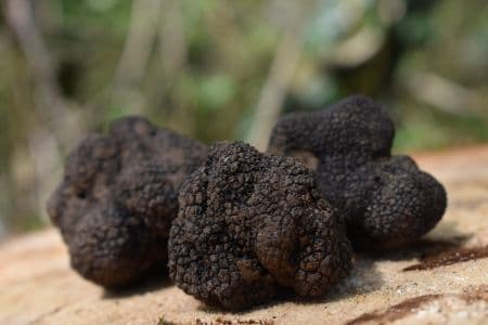 Trois truffes noires bulgares posées sur une surface en bois, symbolisant leur valeur sur le marché européen.