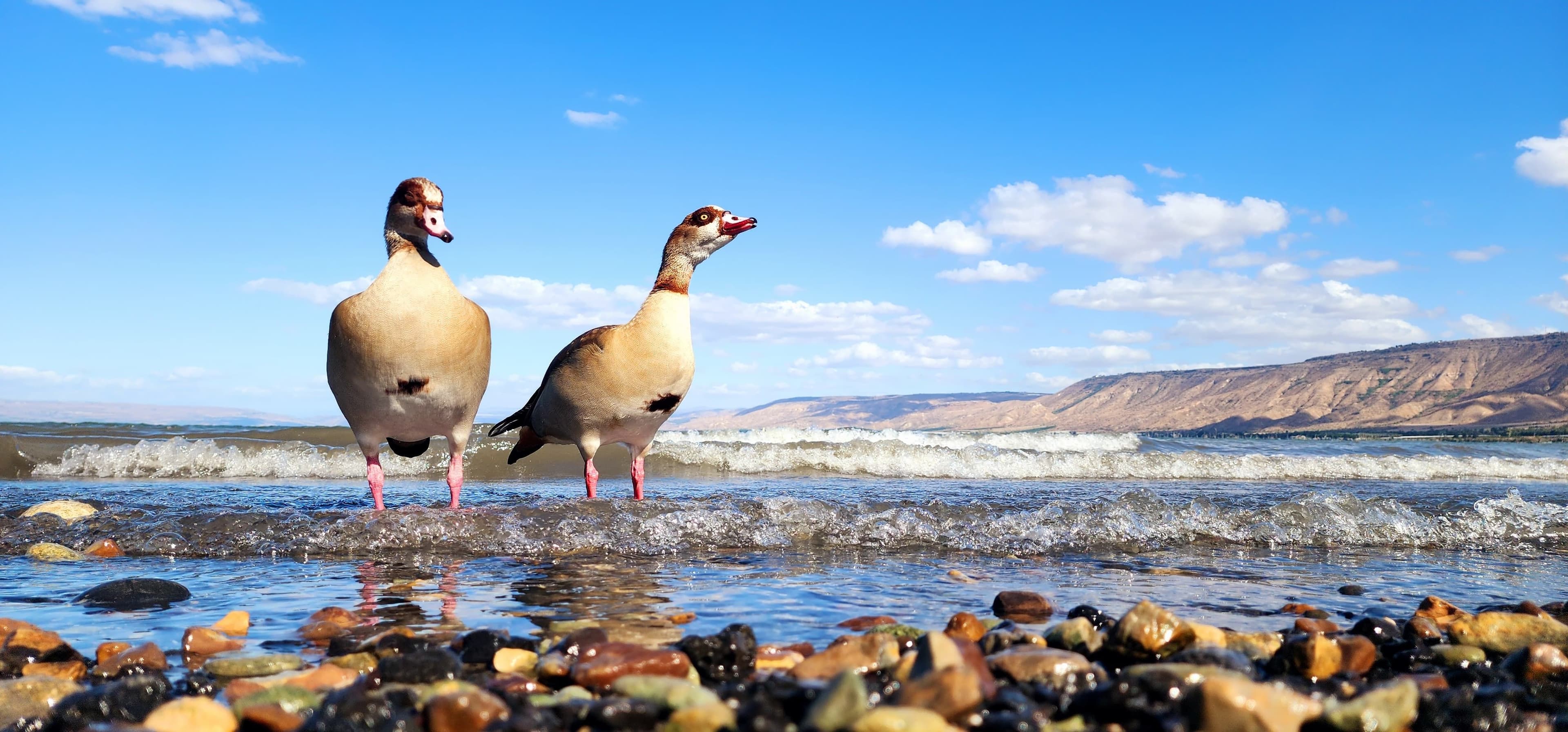 Two geese standing in cool water on a sunny day, symbolizing relief from heat.