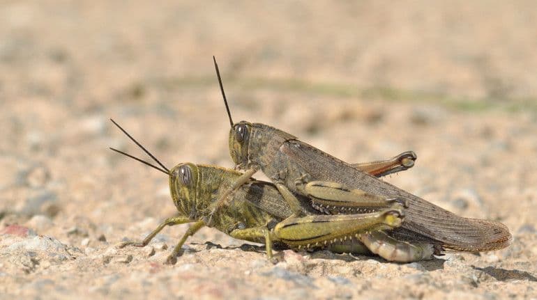 Two locusts mating on a light, gravelly surface, illustrating their reproductive cycle for population control.