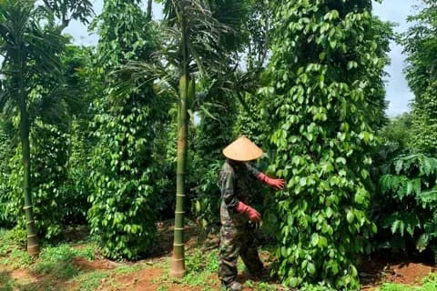 Un agriculteur dans un champ de poivre au Vietnam, symbolisant les producteurs de matières premières affectés par la suppression des droits de douane américains.