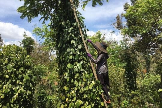 Un agriculteur vietnamien récoltant du poivre, symbolisant les pratiques agricoles résilientes pour une croissance durable.