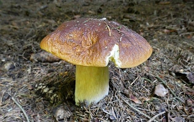 Un bolet (hřib smrkový) avec une partie du chapeau mangée, illustrant les défis et la réalité de la recherche de champignons parfaits sur le terrain.
