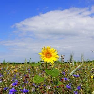 Un champ de tournesols et de fleurs sous un ciel bleu, illustrant l'image idyllique de l'été en août.