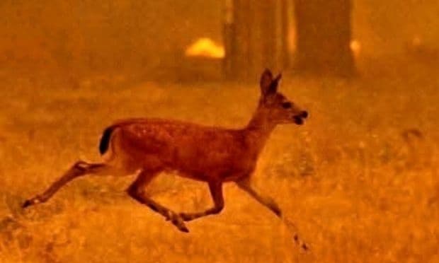 Un chevreuil fuyant dans un paysage calciné par le mégafeu de l'Aude, illustrant l'impact dévastateur sur la vie sauvage.