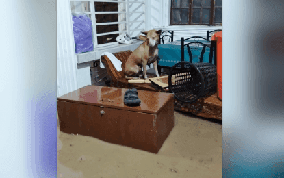 Un chien réfugié sur un canapé dans une pièce inondée à Pangasinan, illustrant les dégâts personnels des inondations.