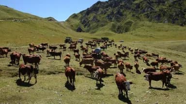 Un grand troupeau de bovins dans un alpage verdoyant des Alpes, avec des véhicules en arrière-plan.