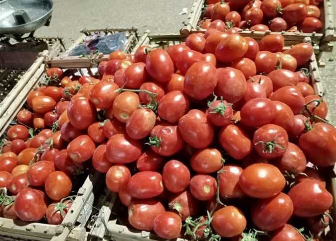 Un gros plan sur des tomates rouges mûres dans des cagettes, rappelant l'histoire et l'héritage culturel de ce légume emblématique.
