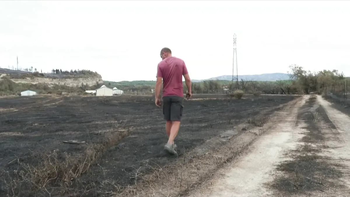 Un homme marche à travers un champ dévasté par un incendie, illustrant l'étendue des dégâts récents.