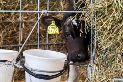 Un jeune veau dans une étable, représentant les défis agricoles face aux conditions météorologiques extrêmes et la fenaison entravée.