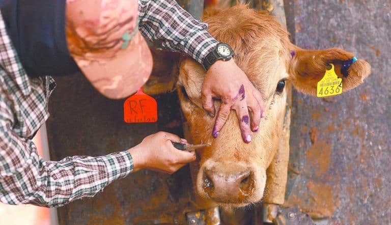 Un éleveur examine ou traite une vache, symbolisant les efforts contre le ver térébrant et la protection du bétail en Amérique du Nord.
