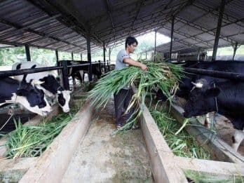 Un éleveur nourrissant son bétail, illustrant l'investissement dans des activités productives pour la croissance des PME grâce au KUR.
