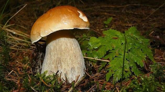 Un magnifique cèpe de sapin (hřib smrkový) fraîchement poussé dans la mousse forestière, représentant le trésor caché de la cueillette de champignons.