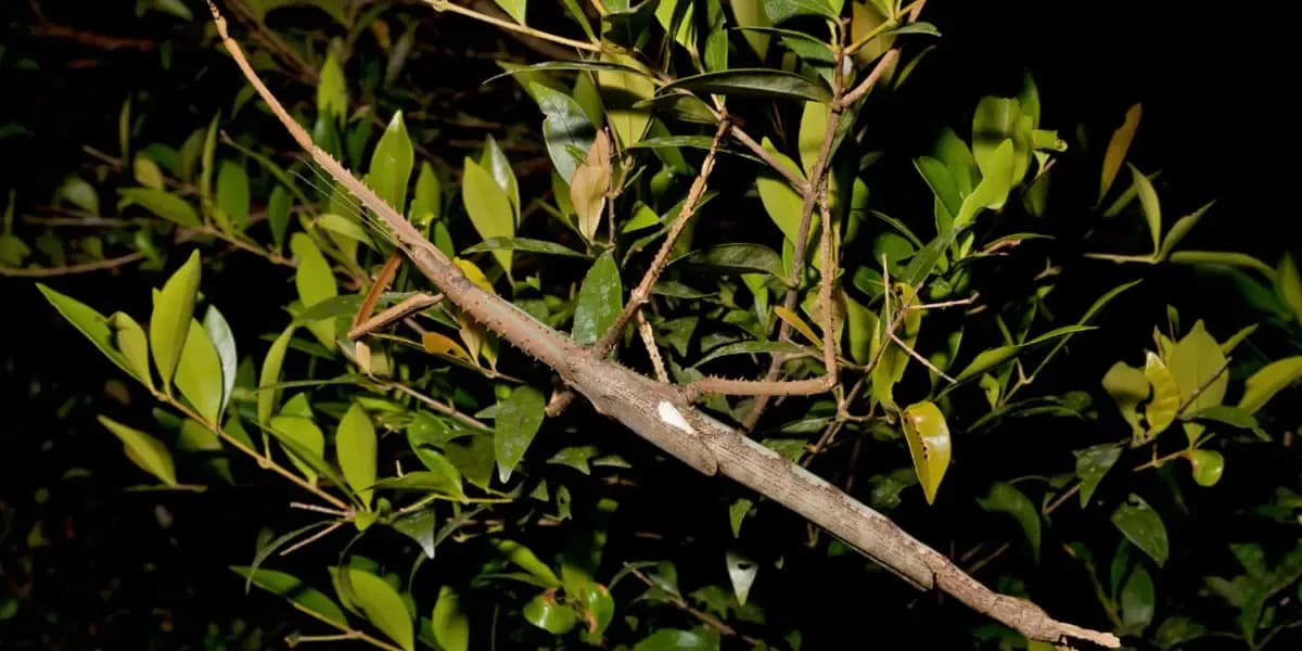 Un phasme bâton parfaitement camouflé sur une branche avec des feuilles vertes, illustrant sa capacité de mimétisme.