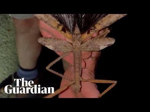 Un phasme géant Acrophylla alta avec ses ailes déployées, tenu dans une main humaine, illustrant sa taille impressionnante.