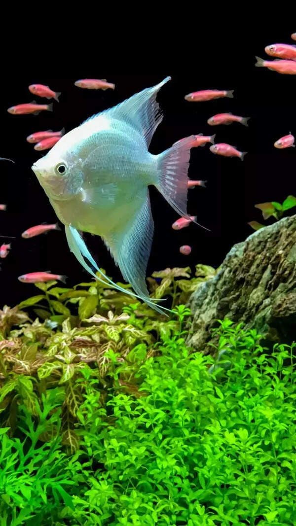 Un poisson ange dans un aquarium, symbole de sérénité et de bien-être personnel.