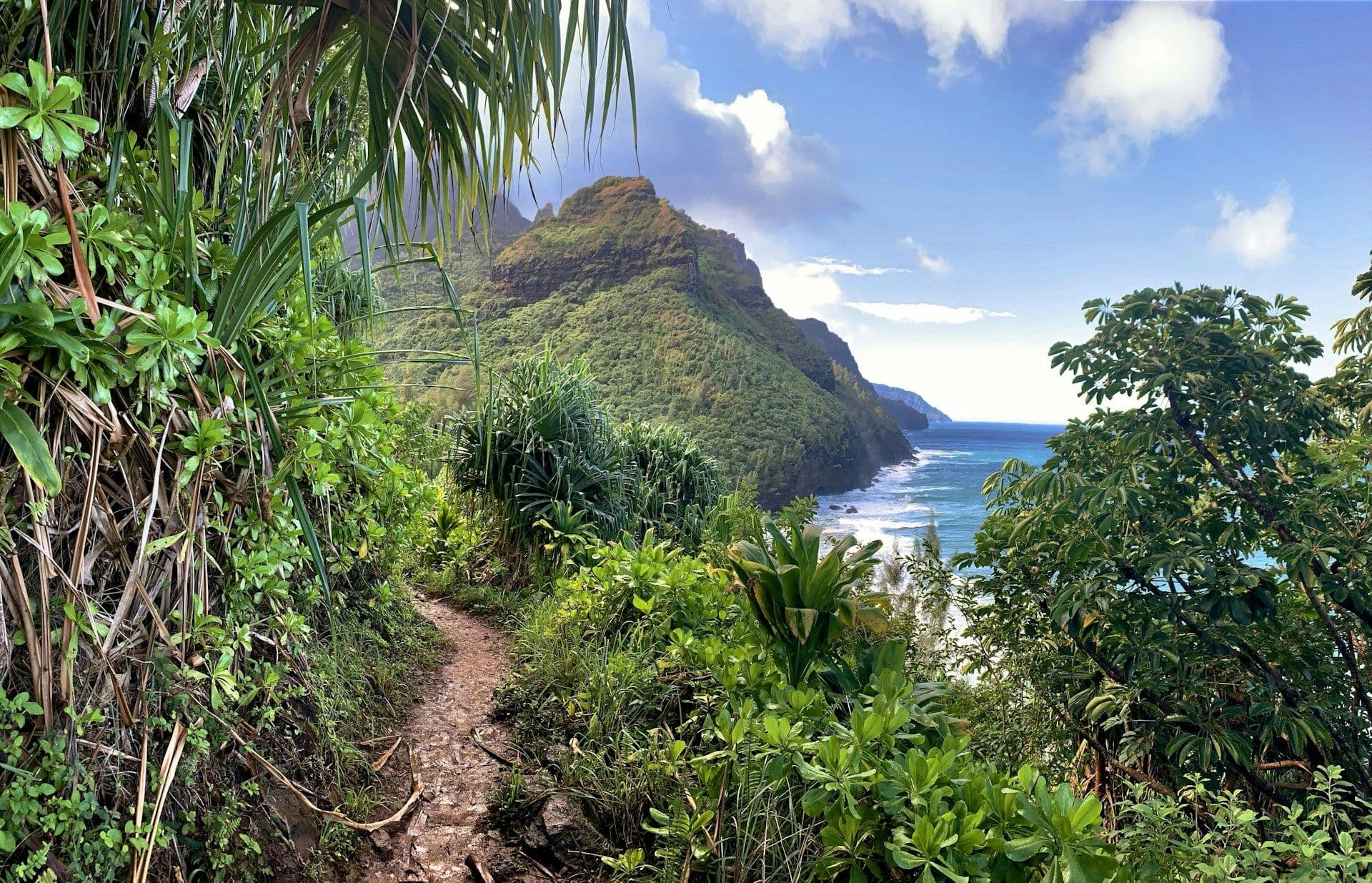 Un sentier sinueux à travers une végétation tropicale luxuriante sur une côte montagneuse, avec l'océan en arrière-plan, illustrant l'impact du vent local et des microclimats sur le paysage.