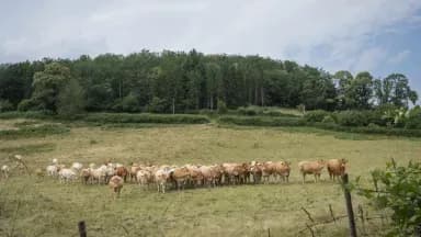 Un troupeau de bovins dans un pâturage, symbolisant le cheptel alpin à reconstituer après la crise.