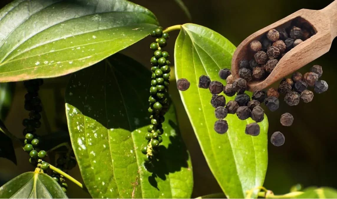 Une branche de poivrier avec des grains verts et des grains de poivre noir séchés, illustrant le produit vietnamien sur le marché international.