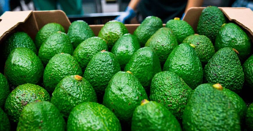 Une caisse remplie d'avocats Hass péruviens prêts à l'exportation, symbolisant l'empreinte croissante du Pérou sur le marché culinaire international.
