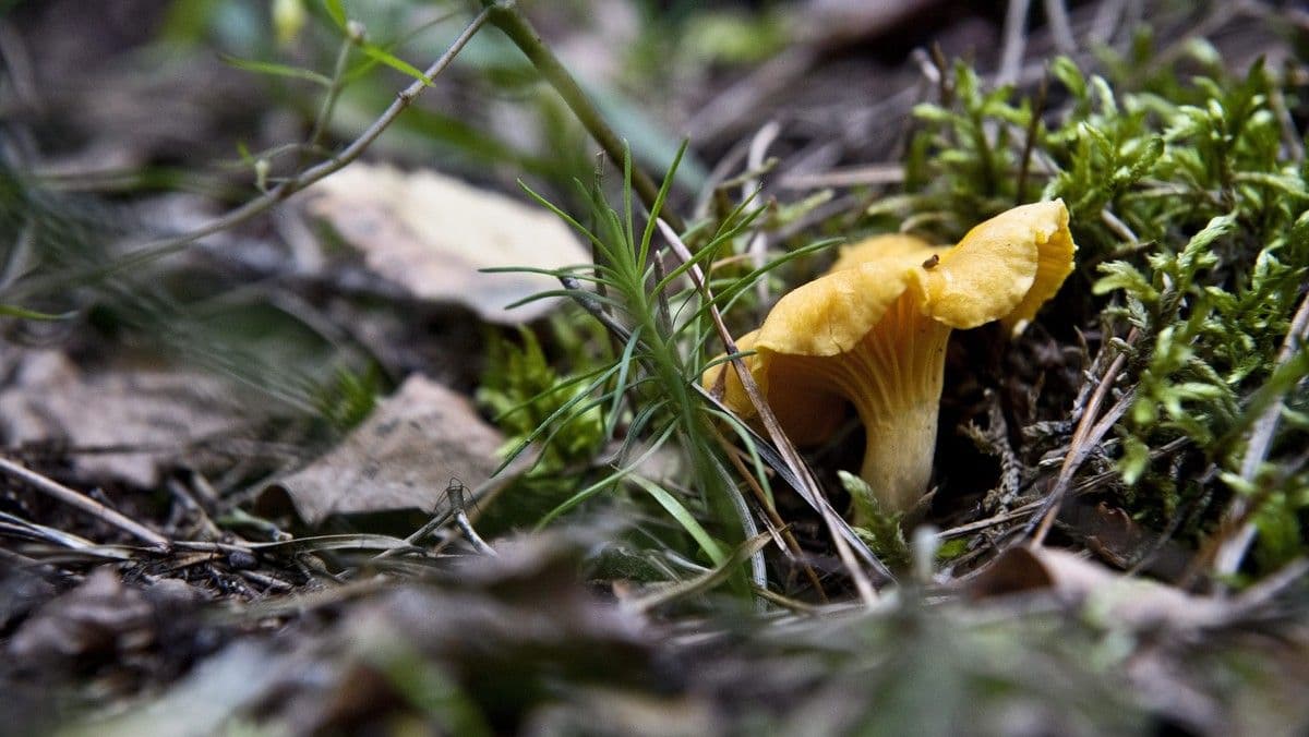 Une girolle (chanterelle) poussant dans la mousse et les feuilles mortes d'une forêt, illustrant l'habitat naturel des champignons.