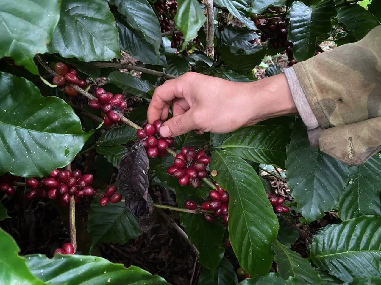 Une main récoltant des cerises de café mûres sur une branche, illustrant la production de café impactée par les droits de douane.