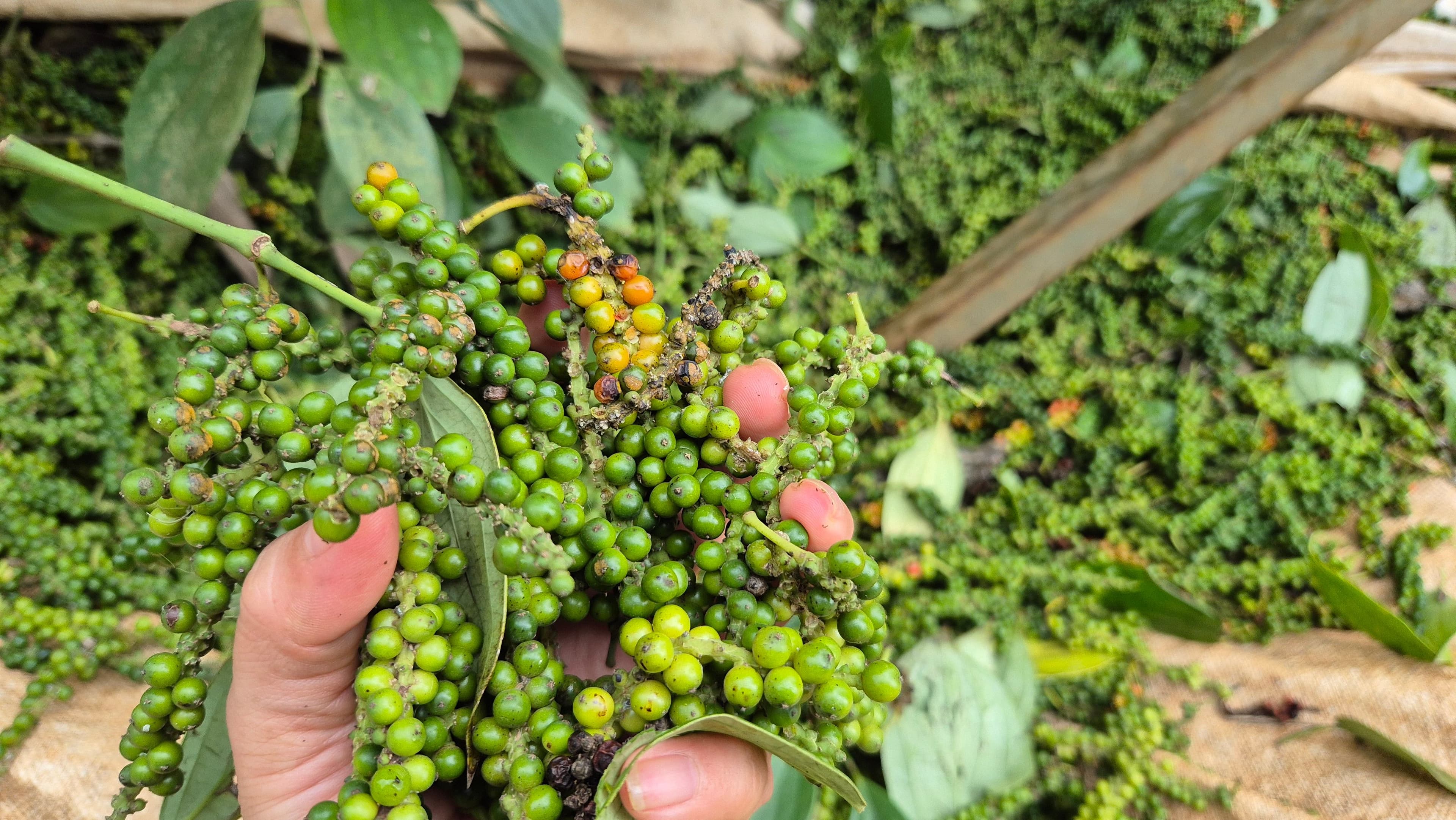 Une main tenant des grappes de poivre vert sur la vigne, représentant la production agricole vietnamienne de poivre.