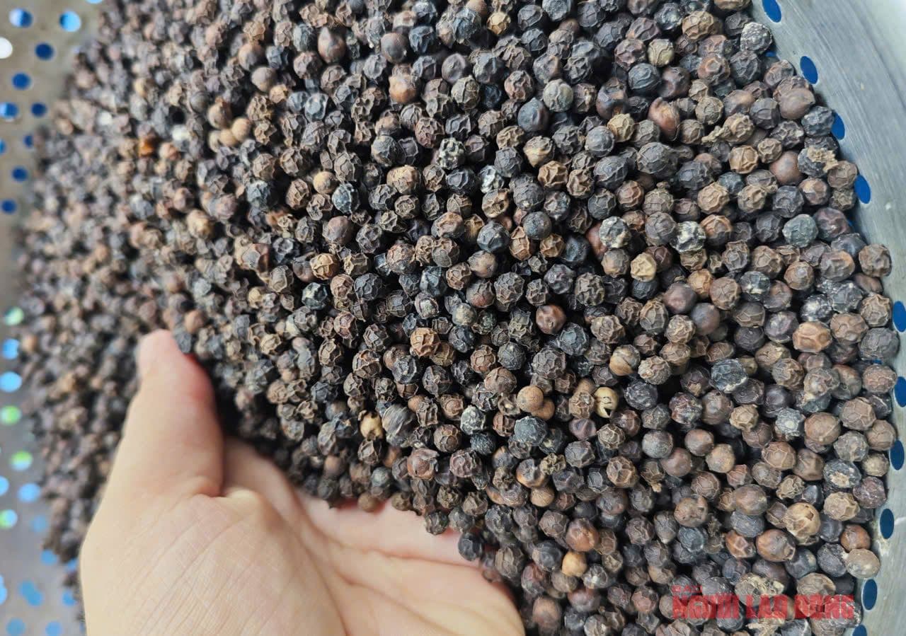 Une main tenant une grande quantité de grains de poivre noir, représentant la récolte et l'offre limitée sur le marché.