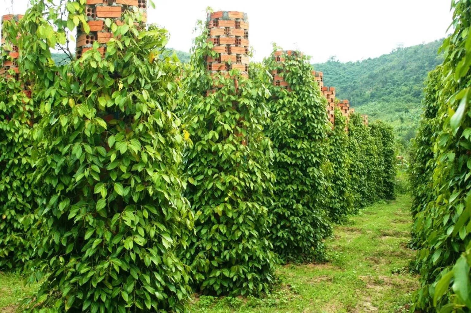 Une plantation de poivre vert au Vietnam, symbolisant la production locale.