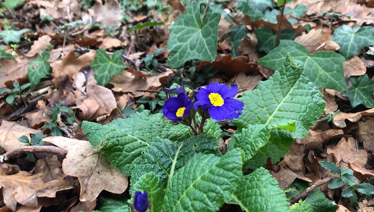 Une primevère fleurissant hors saison, illustrant les signaux d'alerte des bouleversements climatiques sur la biodiversité.