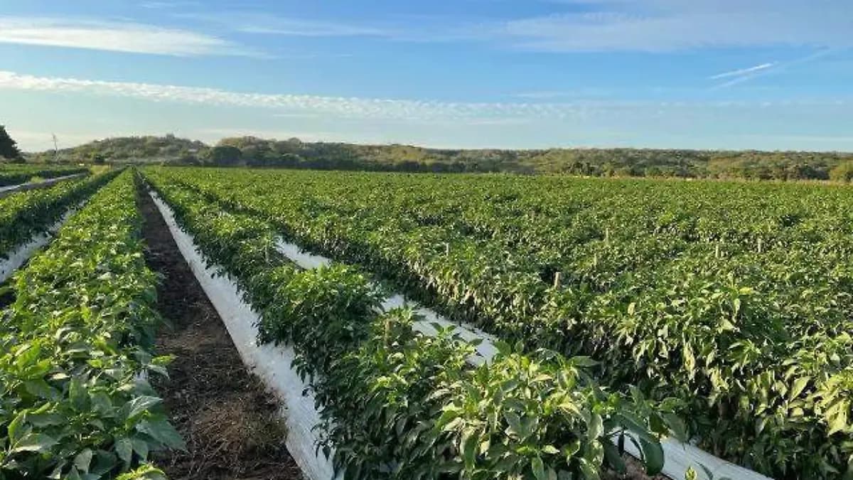 Vast green agricultural fields under a clear blue sky, representing Culiacán's sunny periods.