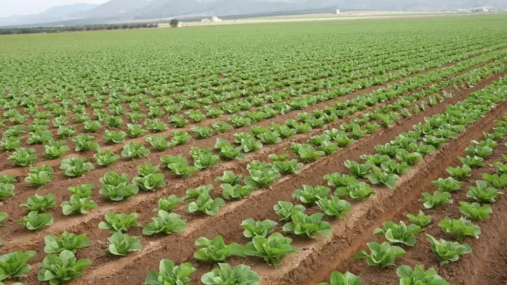 Vast green field of lettuce crops under a cloudy sky in Almería's Almanzora region, symbolizing the agricultural heartland and its water challenges.