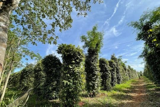 Vaste plantation de poivre au Vietnam, illustrant l'ampleur du phénomène d'ascension du marché.