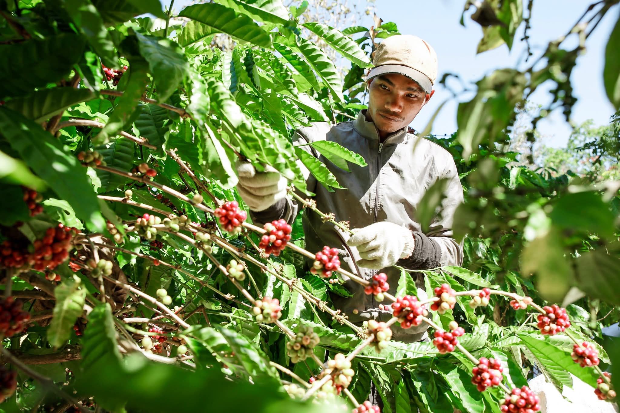 Vietnamese coffee farmer harvesting ripe red coffee beans from a lush green plant