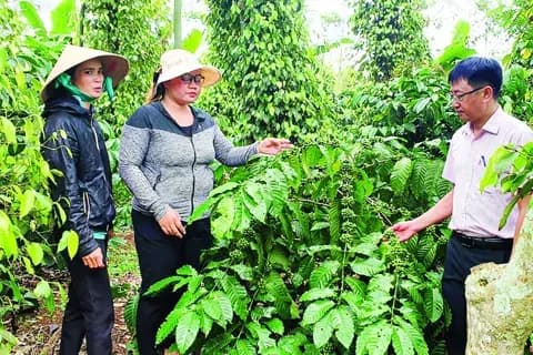 Vietnamese farmers or experts inspecting coffee plants in a field, representing the cultivation aspect of the coffee market.