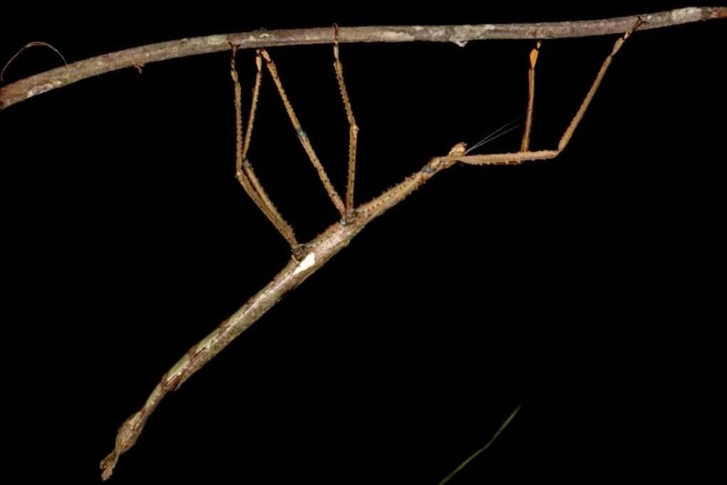 Vue rapprochée d'un phasme géant Acrophylla alta suspendu à une branche, révélant sa forme allongée.