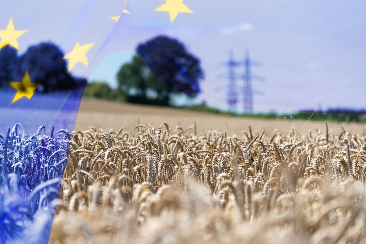 Wheat field with a European Union flag overlay, symbolizing agricultural trade cooperation.