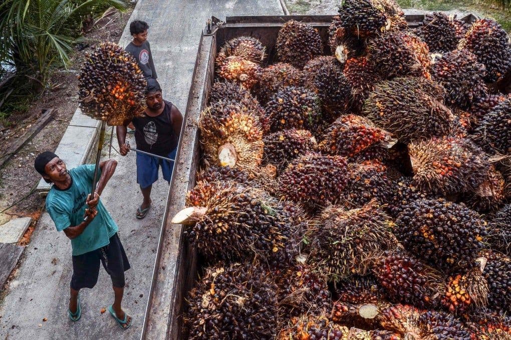 Workers harvesting palm fruits at a plantation, representing the vital palm oil industry in Indonesia and Malaysia.