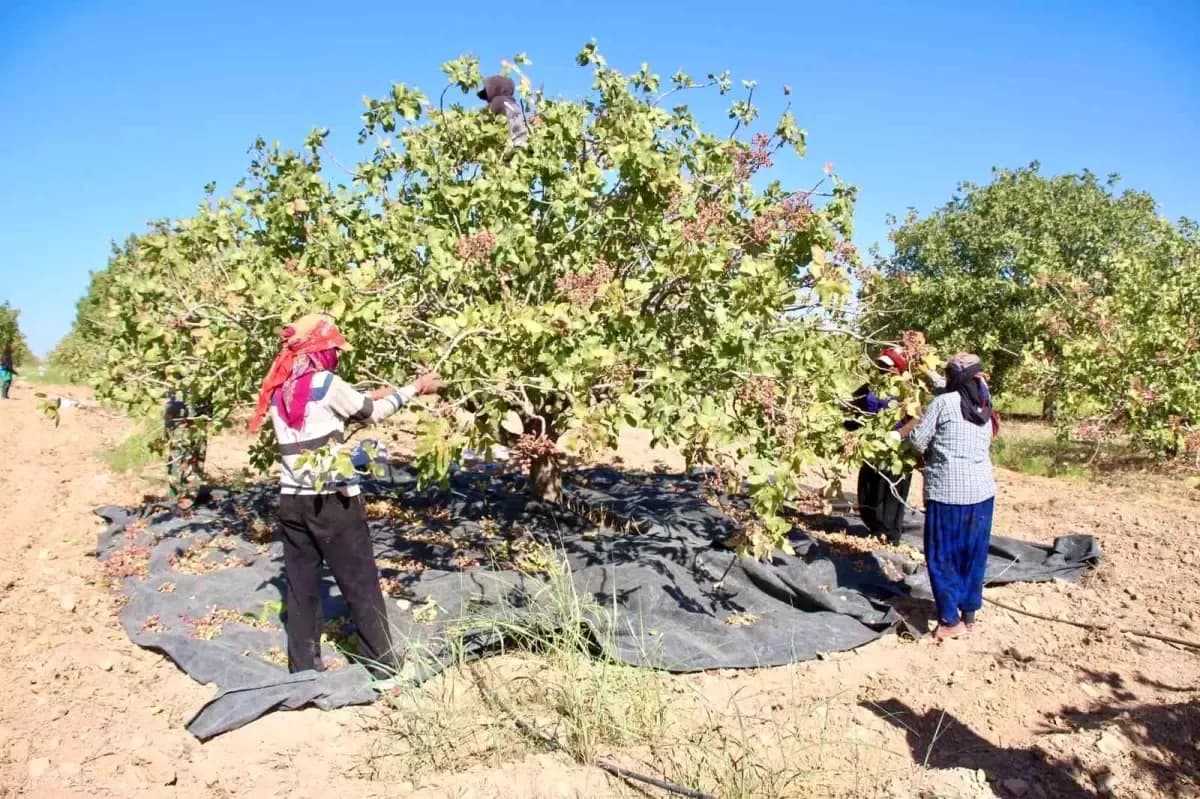 Workers harvesting ripe pistachios from trees in a sunny Ceylanpınar orchard, with tarps on the ground to collect the nuts.